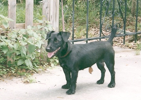 Nuttall Patterdale Terriers